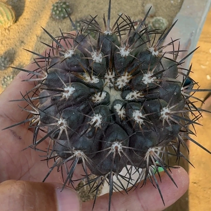 黑王紫皮无根5566555