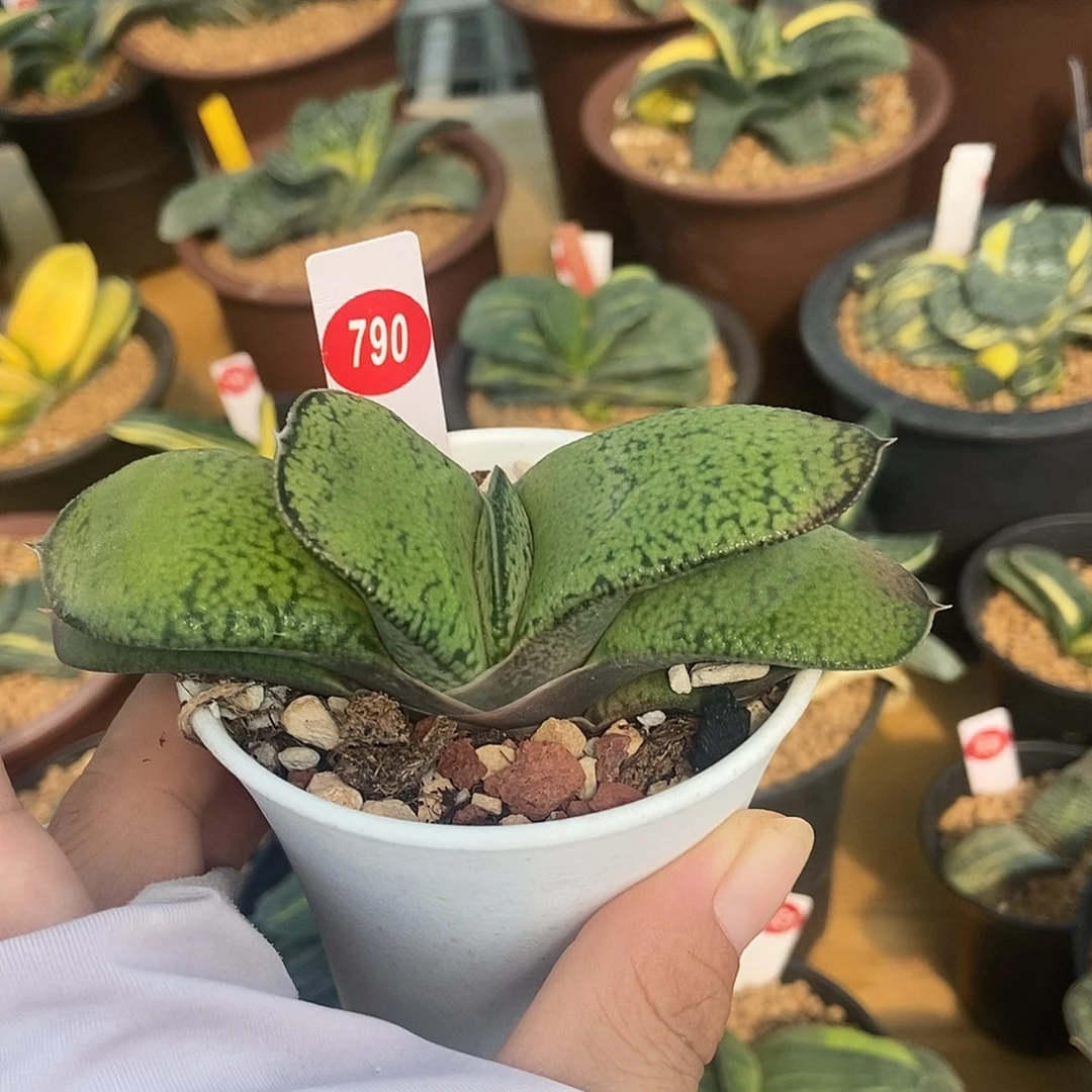 790卧牛实生带盆发货