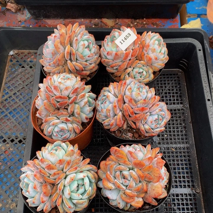 11453六个嗯嗯嗯嗯嗯嗯加油哦