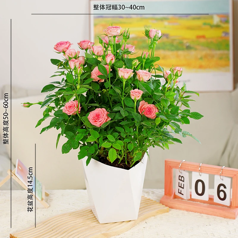 【仙度瑞拉丨欧洲玫瑰月季】粉色盆栽多花苞（带盆带土基地发）