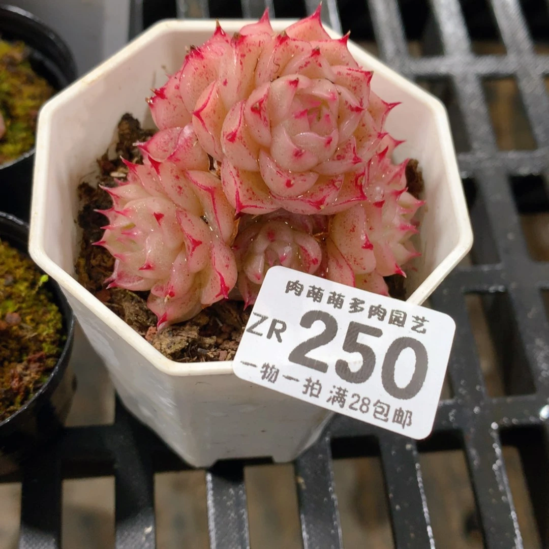 肉萌萌拇指盆精控多肉ZR250