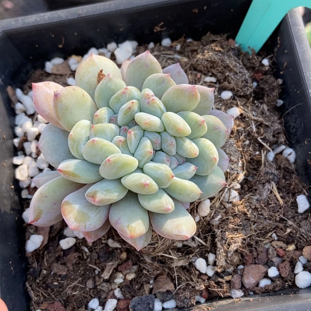 1489橙子缀多肉植物