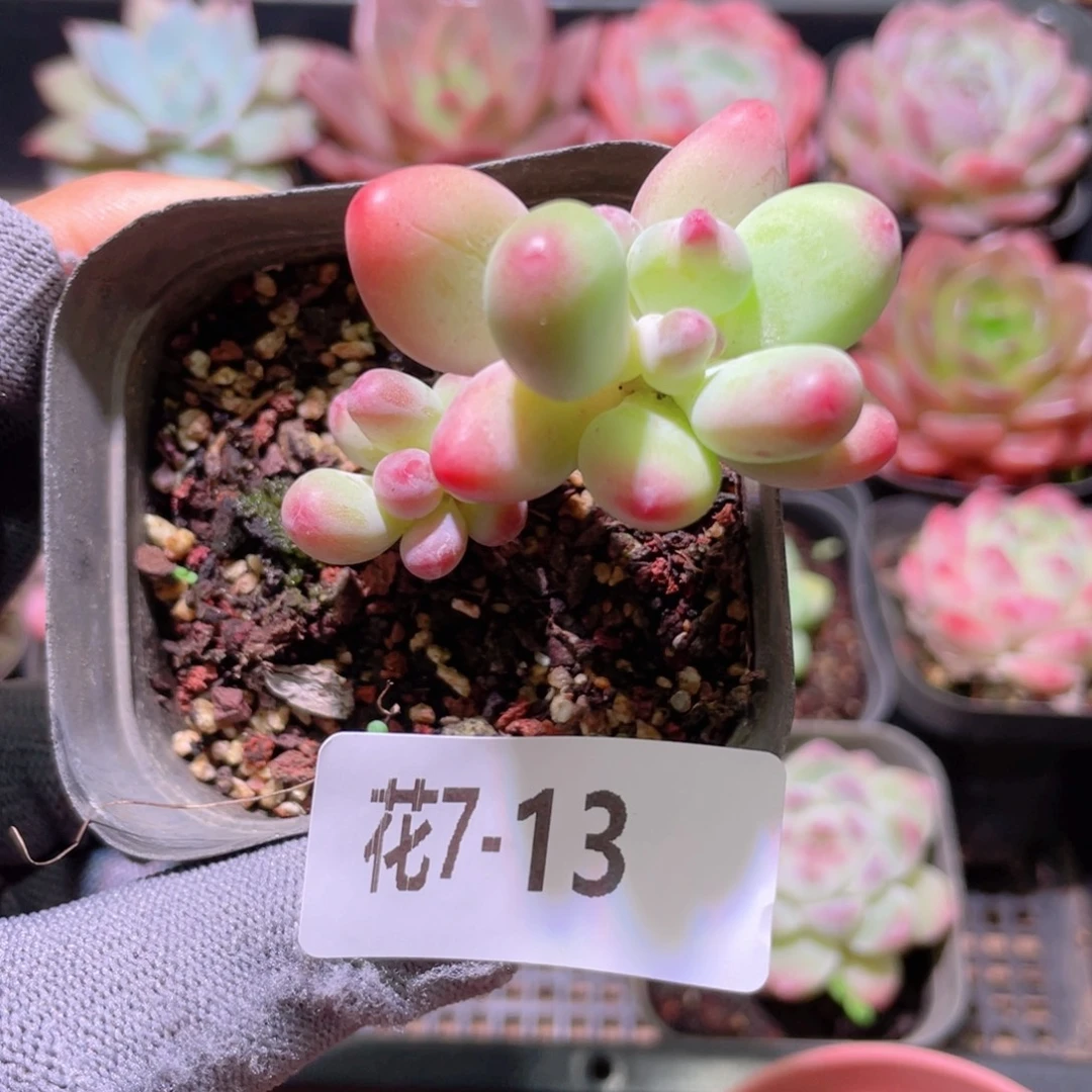 花利美 7-13苹果奶