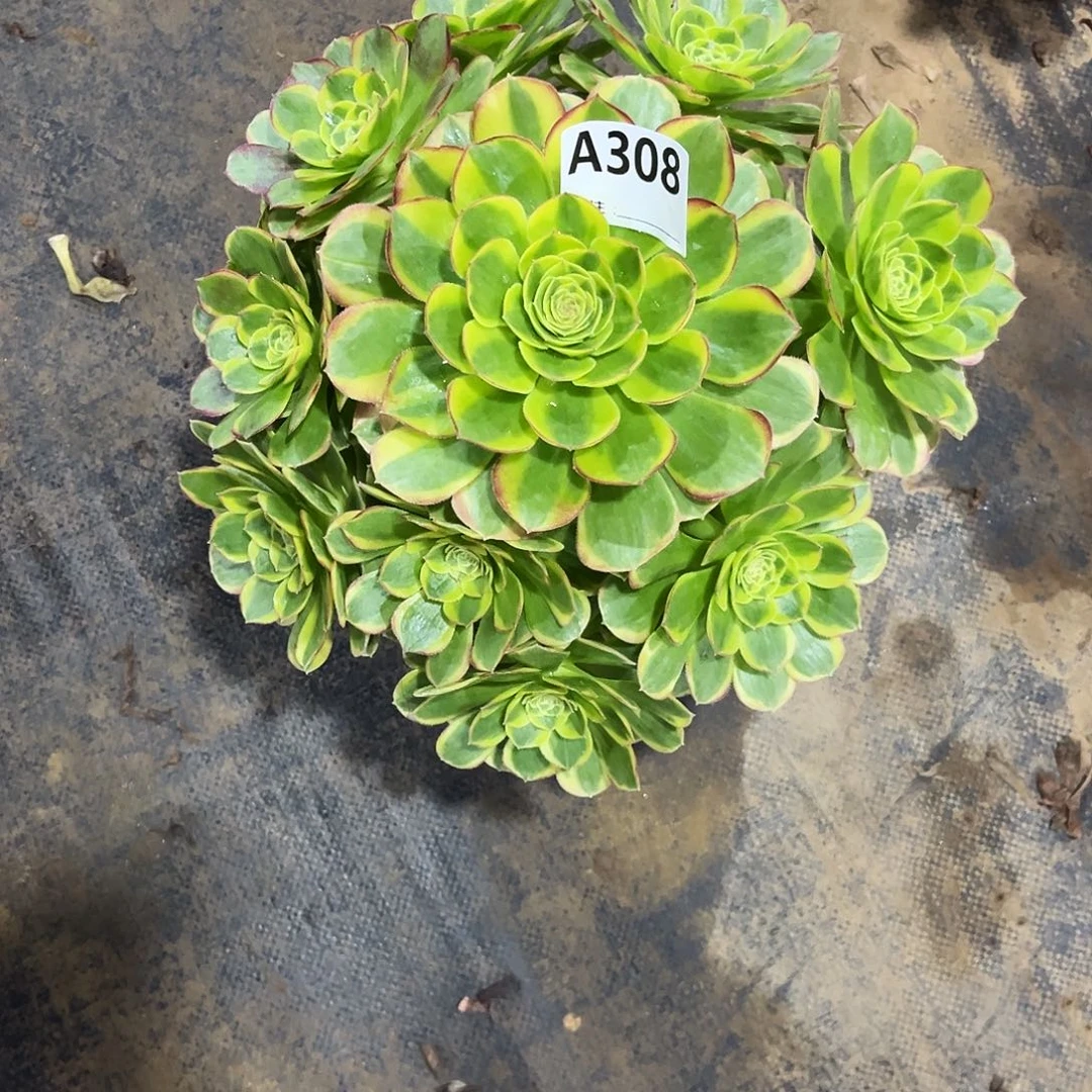 多肉植物奶白锦308多肉