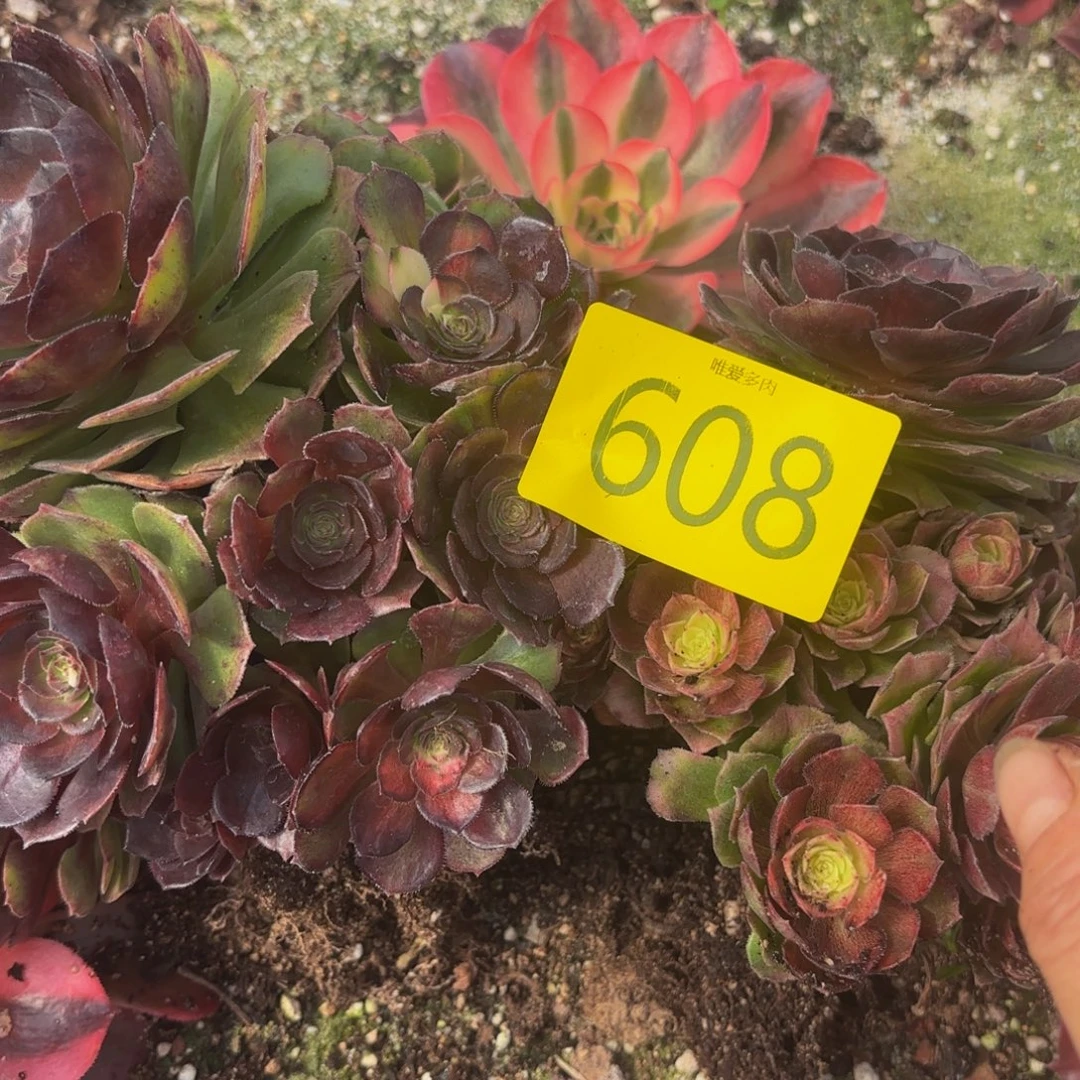 哈哈多肉葡萄福利608