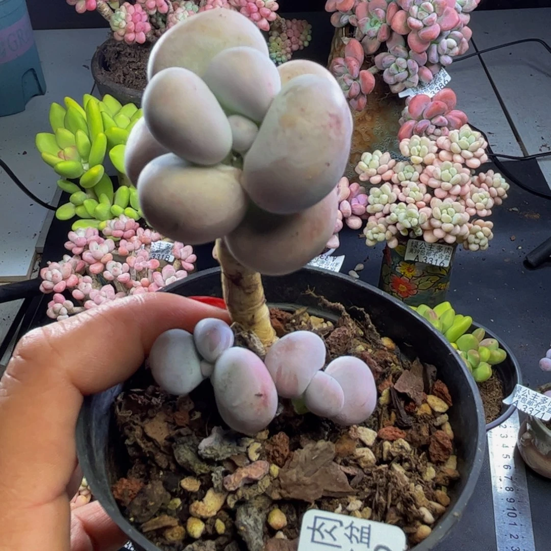 芭比奶酪3402/5cm多肉