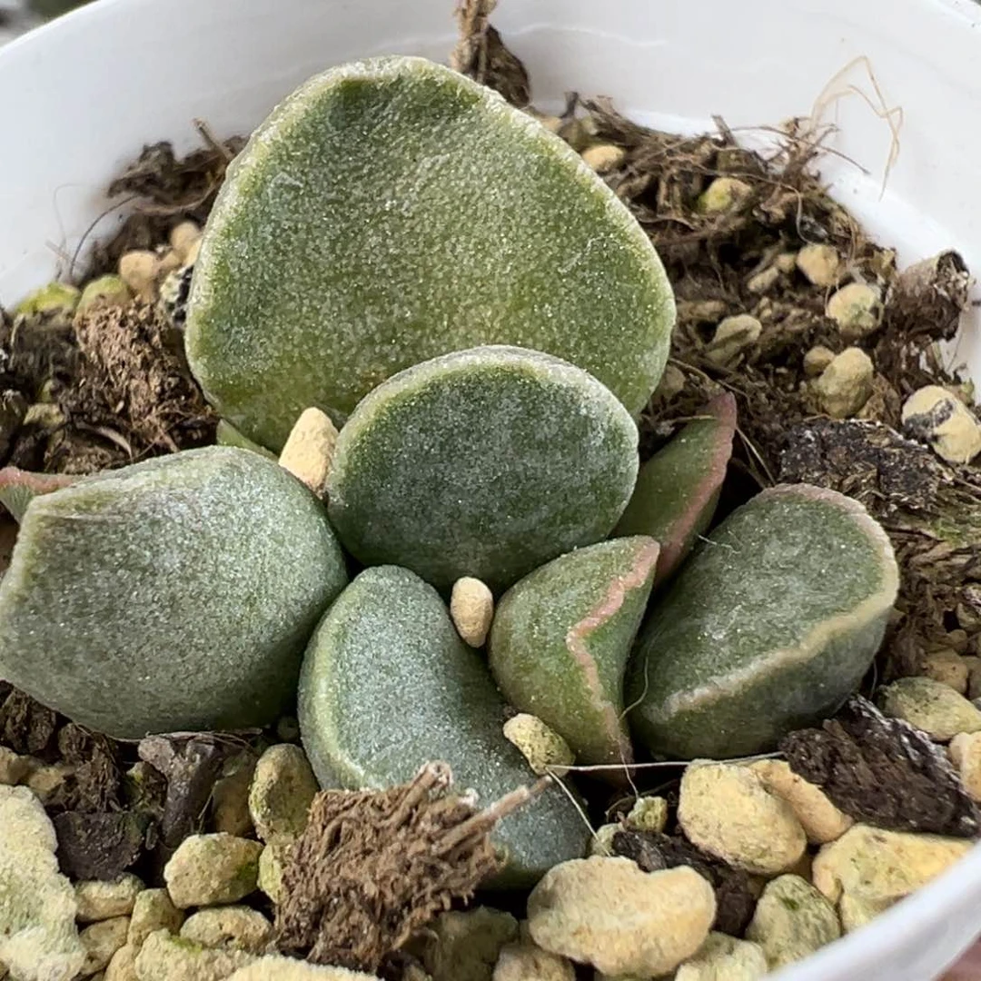 实生底叶苗纹路款多肉植物