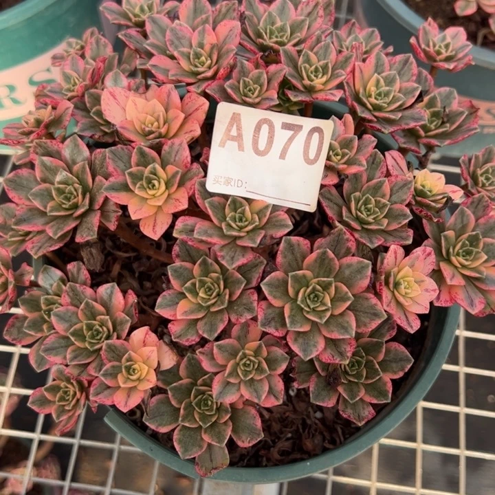 070甜茶20厘米左右