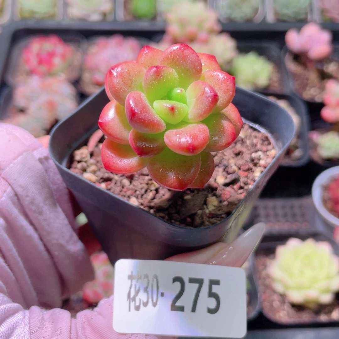 花利美30-275香格里拉