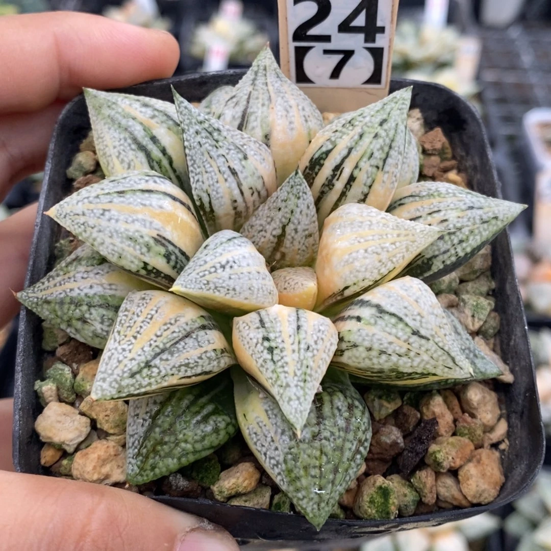 24号实生白银锦带盆