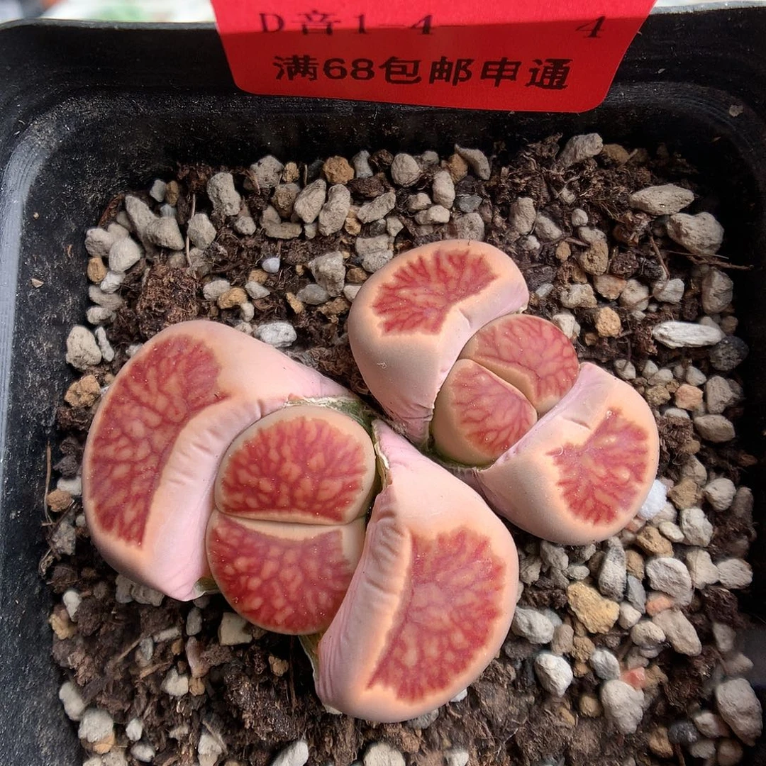 1-4-4 母本红窗菊一颗