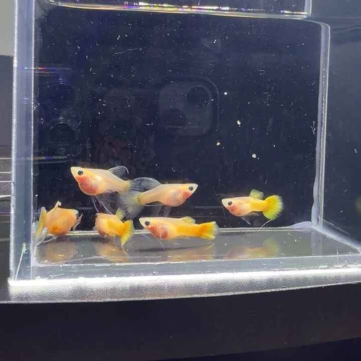 海水鱼黄金玻璃猫大C3对