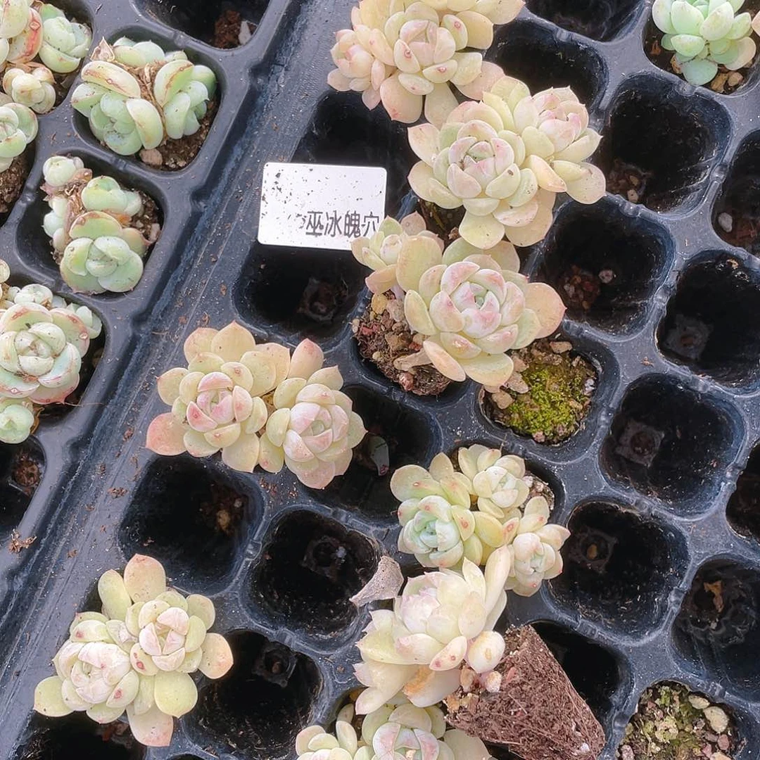 巫拉冰魄穴一个满25包邮