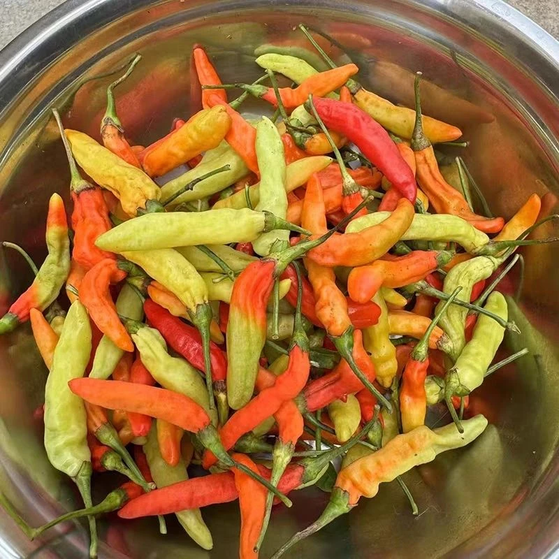 江西赣州老品种新鲜现摘小米辣特辣现摘小米新鲜十月魔鬼特辣巨辣