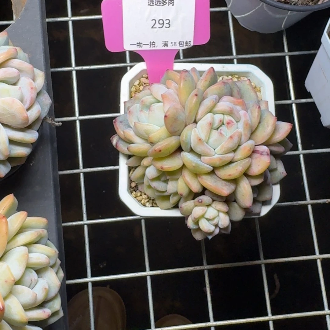 暖*293橙子肉肉肉肉肉肉