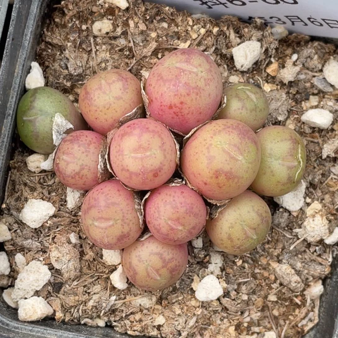 6-66肉锥多肉植物猴