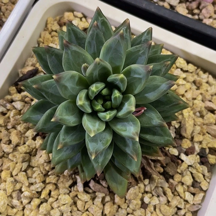 一物一拍一物一拍