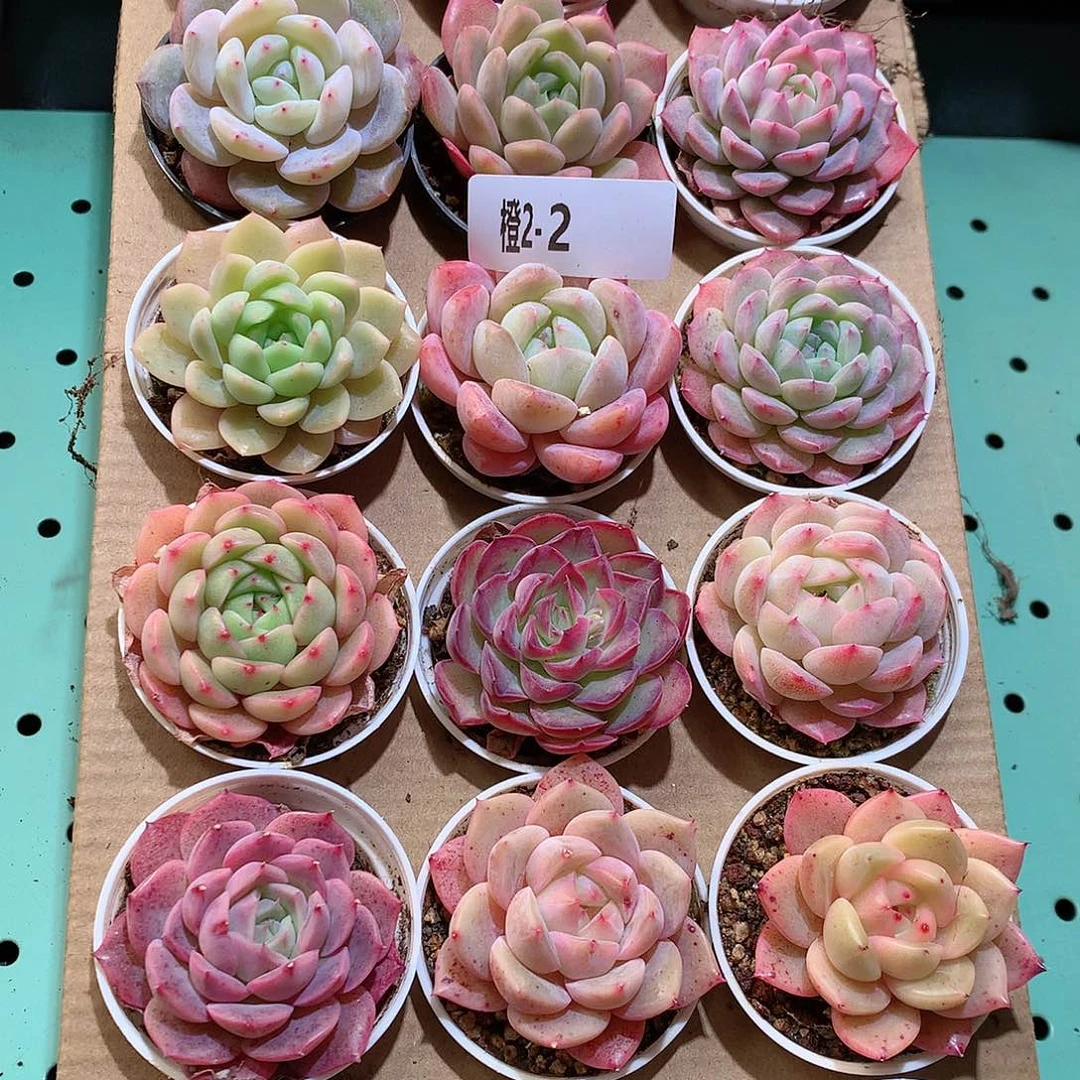 2-2一物一拍带盆18颗