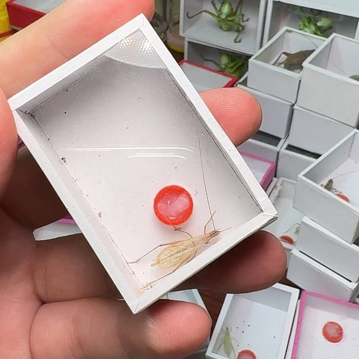 潇***哥蟋蟀红竹蛉1只短须。