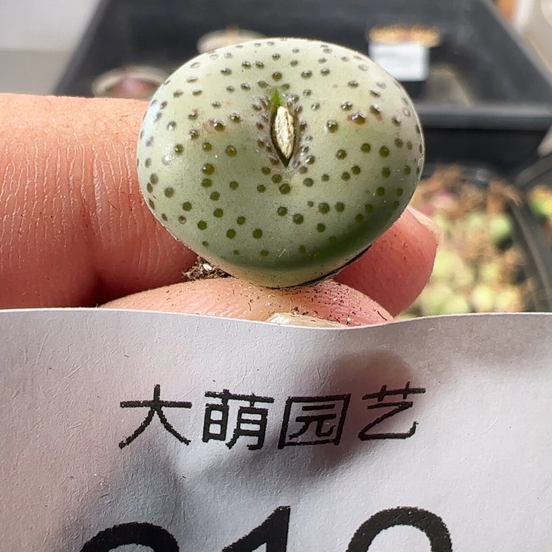 一物一拍。          810