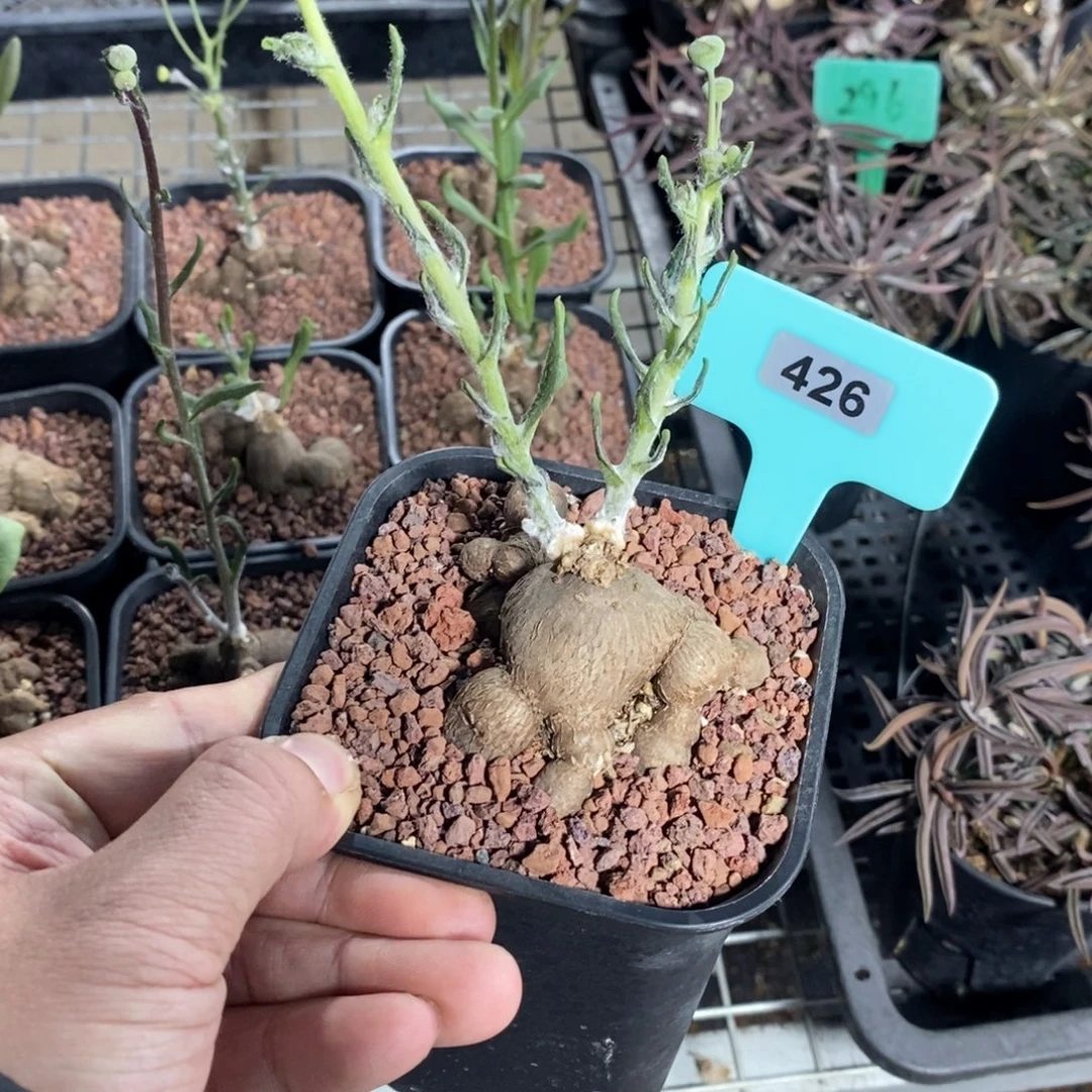 海星厚炖菊一个多肉