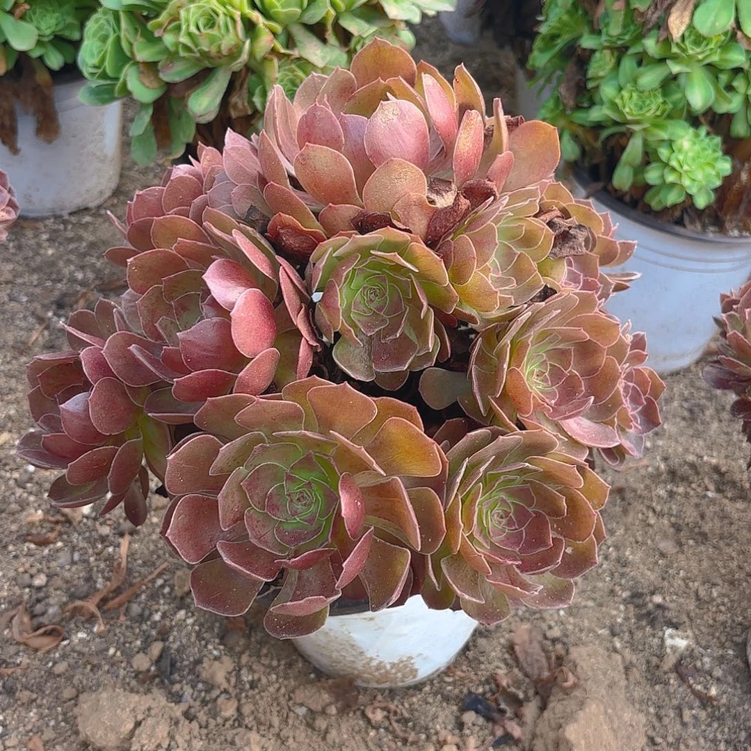 黑美人多肉植物三号