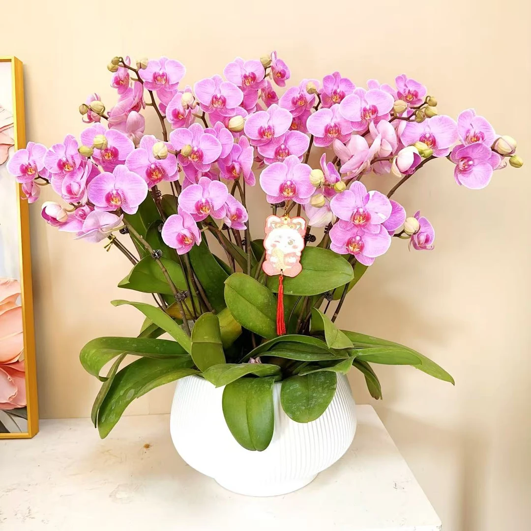 A级【紫蝶粉】精品 蝴蝶兰