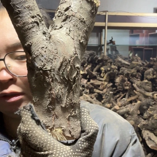 香榧木老****装火琉璃的毛料摆件