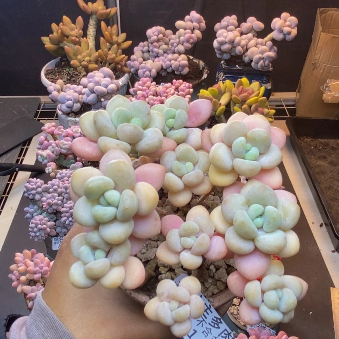 761白奶糖多肉9c m