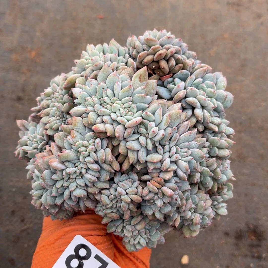 871号新疆西藏内蒙古不包邮