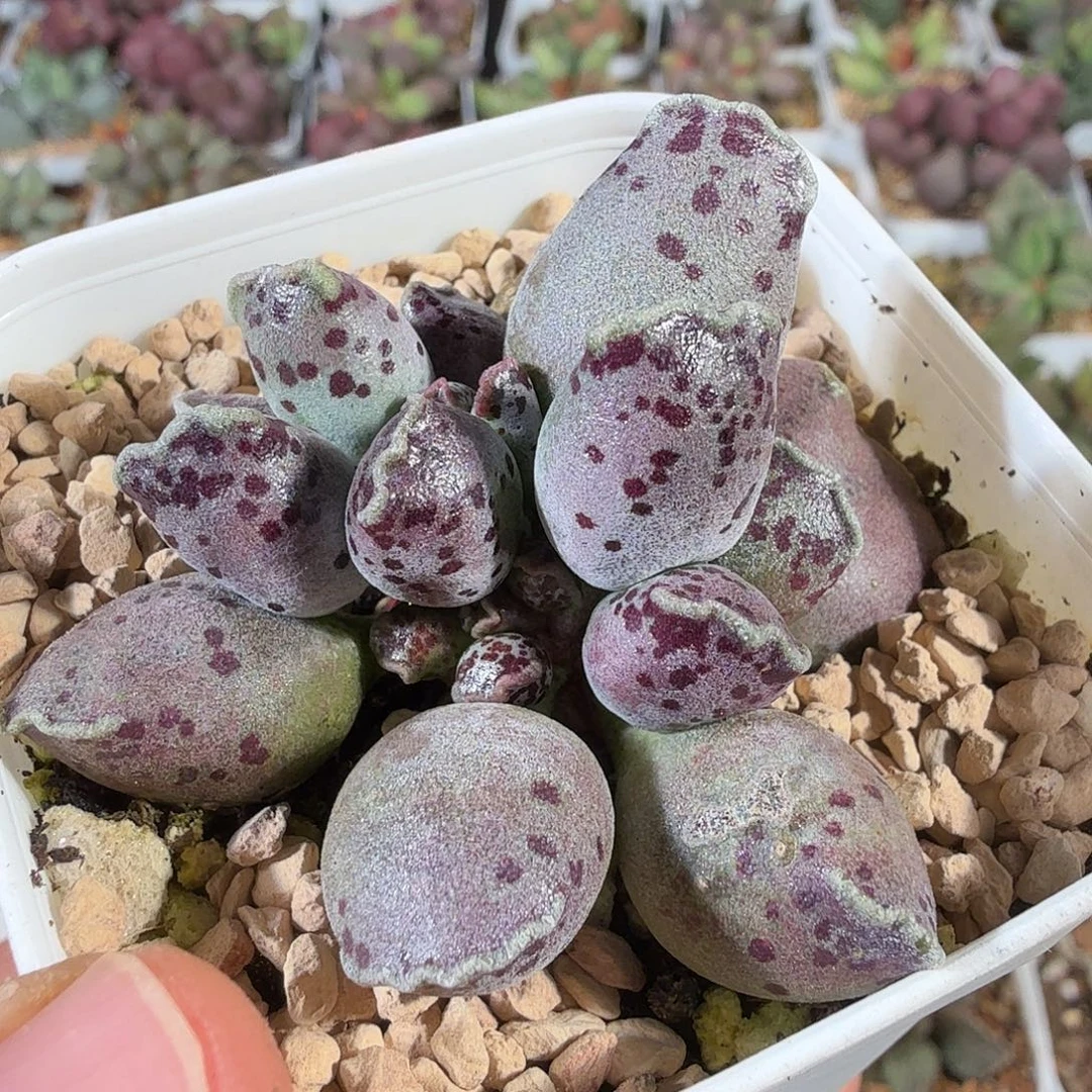 潜***龙达摩海豹