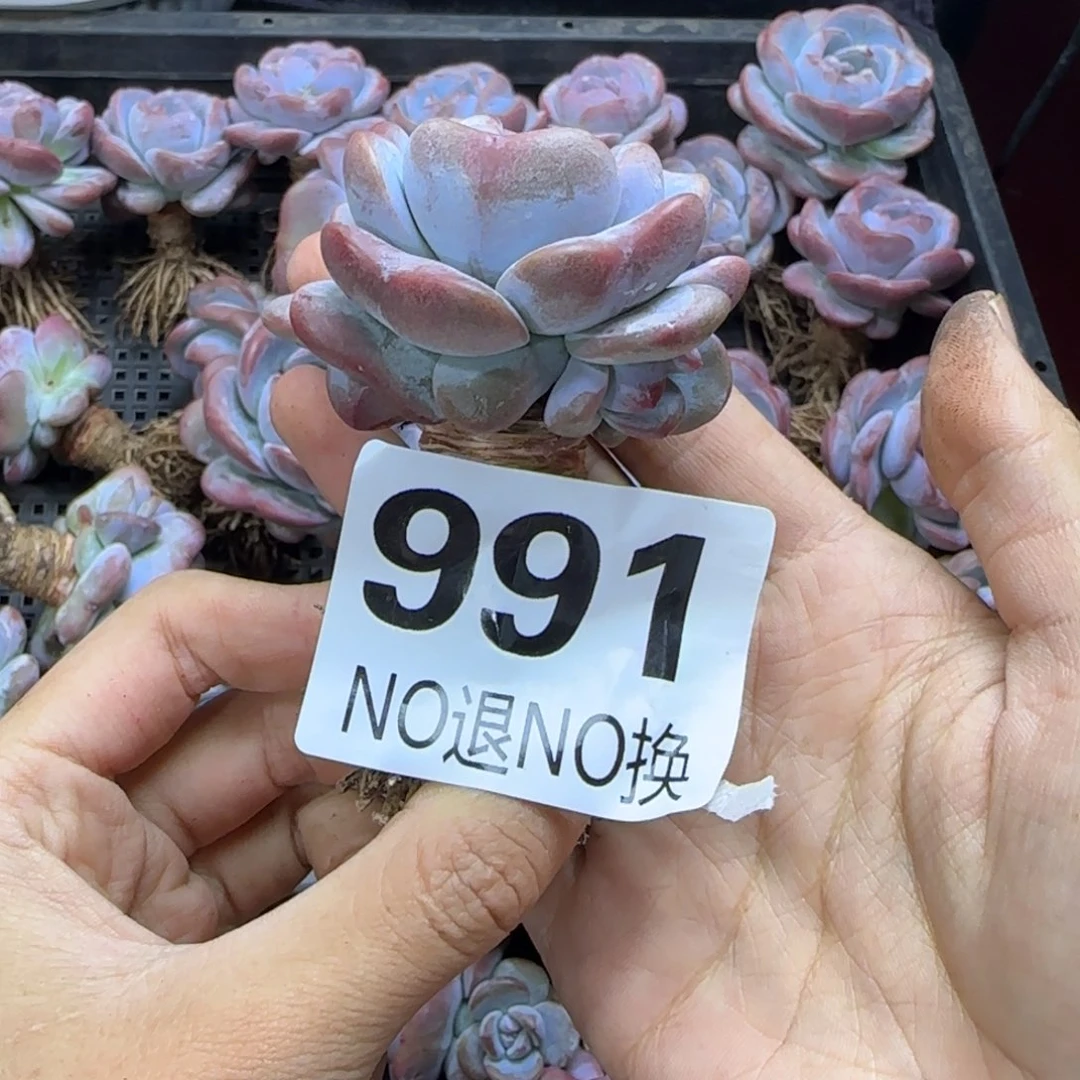 星影单头一物一拍991