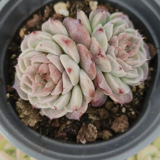 天鹅绒双头多肉植物