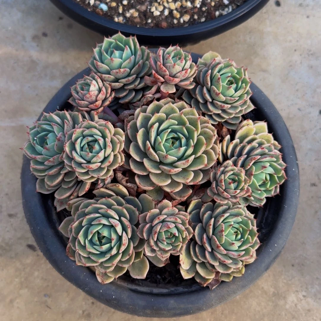 笨吧清货福利多肉