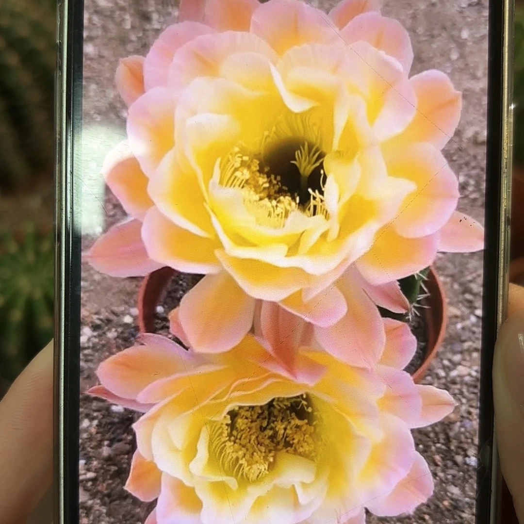 彩草黄金屋6-7公分左右