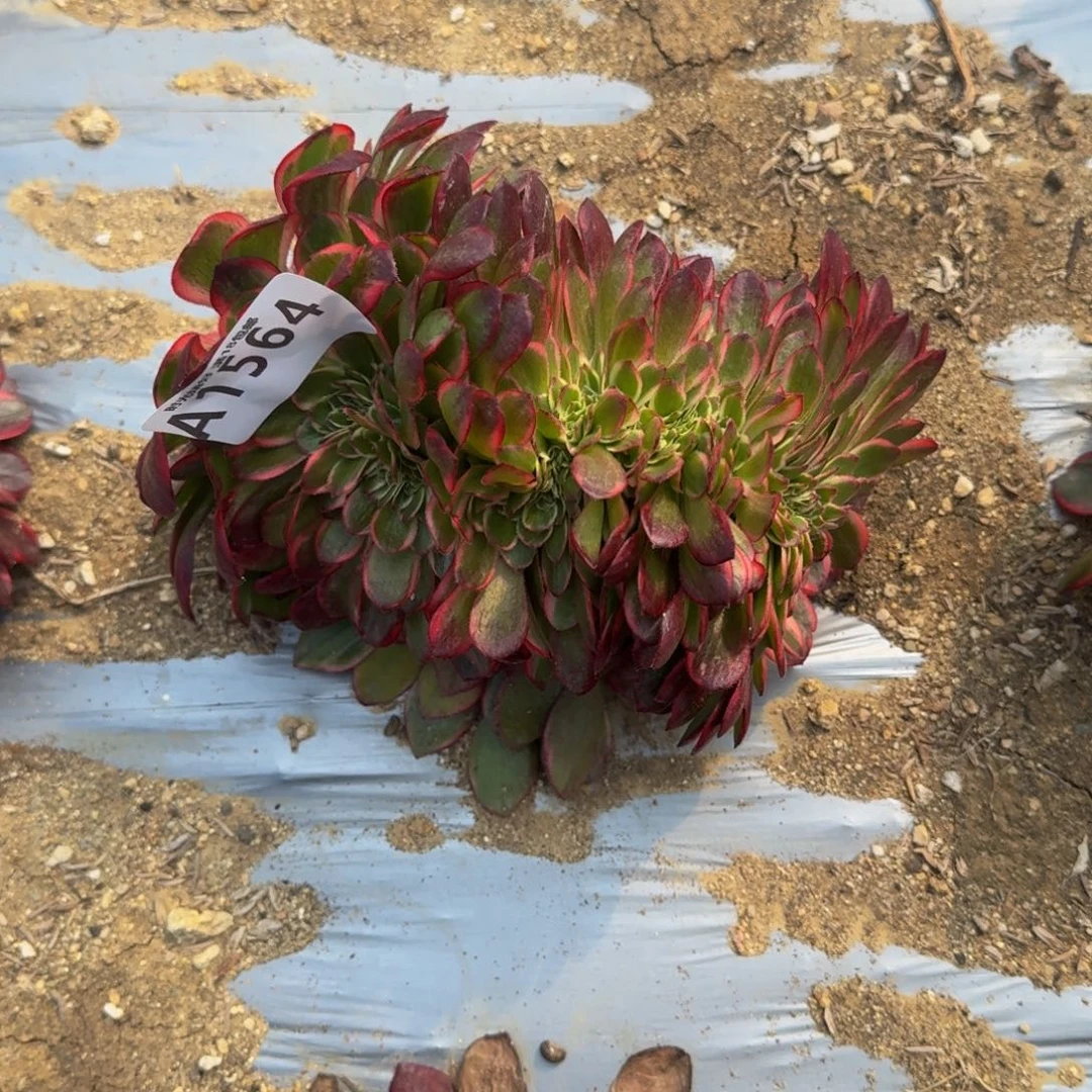 _***?1564黑魔锦缀多肉