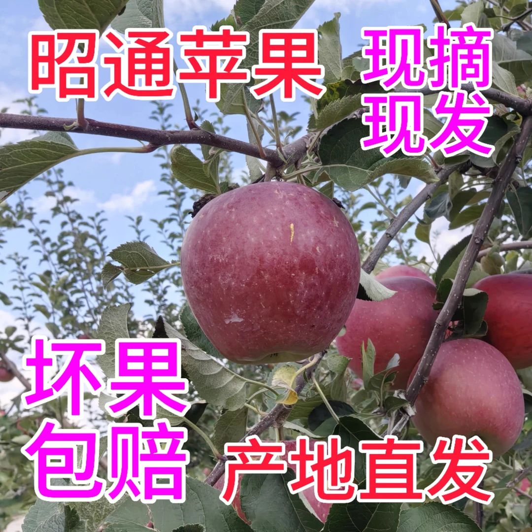 云南昭通红富士糖心丑苹果冰糖心现摘现发计划