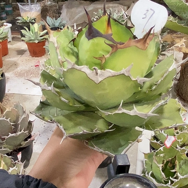 䰧37玫瑰11111111111