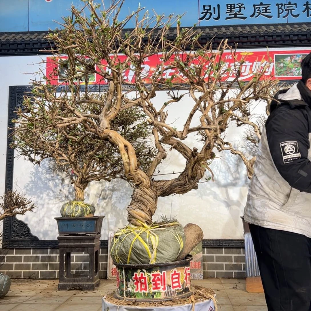 无花朵金银花58855888855558555566