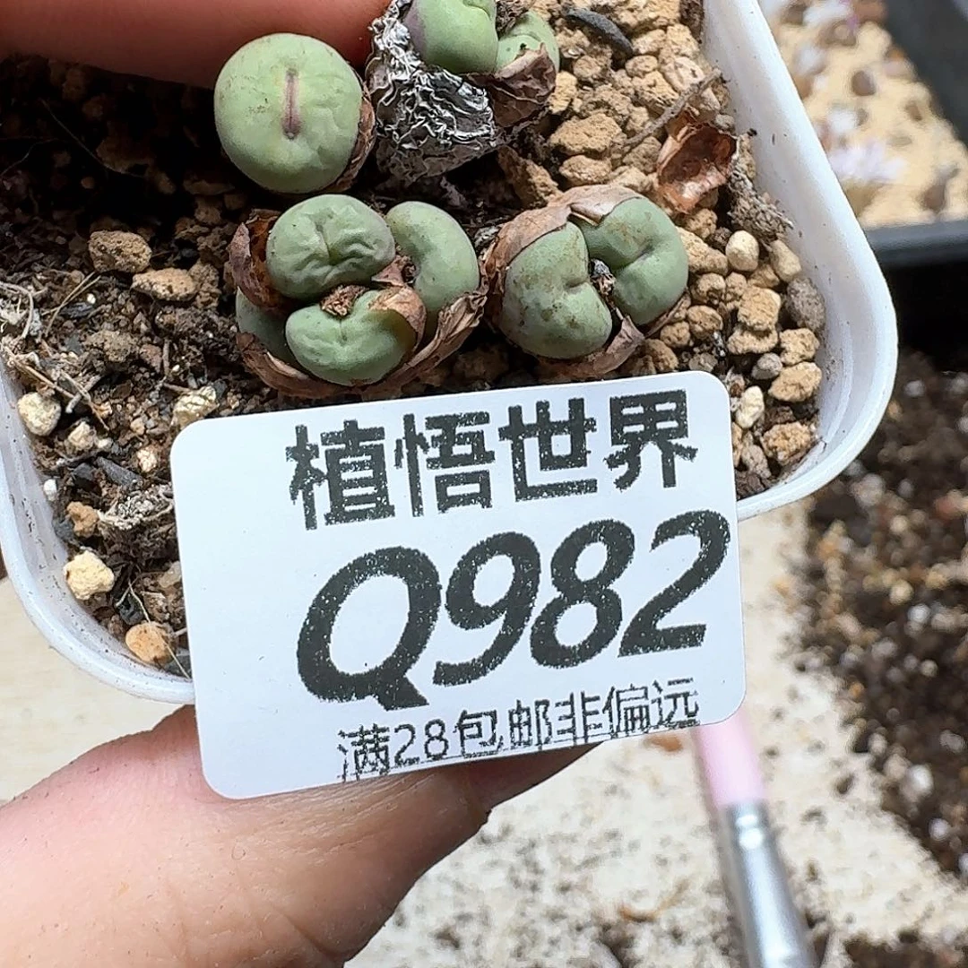 多肉植物的润泽地cv