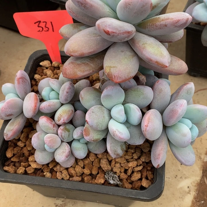 多肉植物262673727373