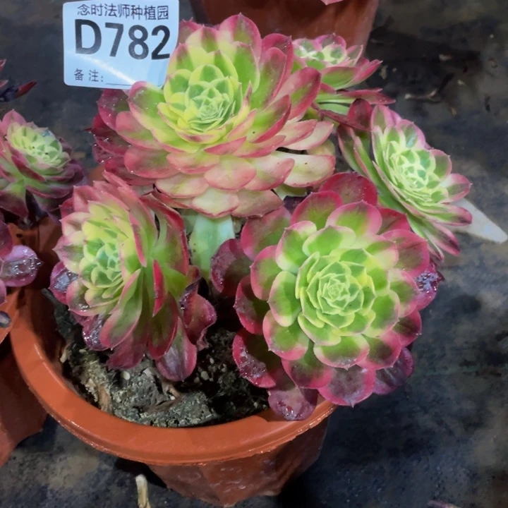 丁*782玉滋111111多肉