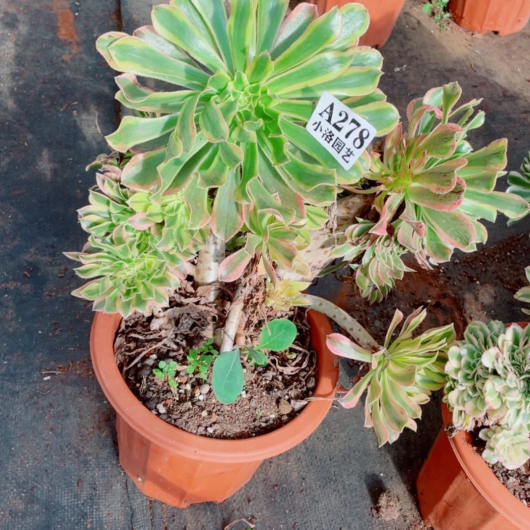 278号造型夕颜缀化多肉植物法师