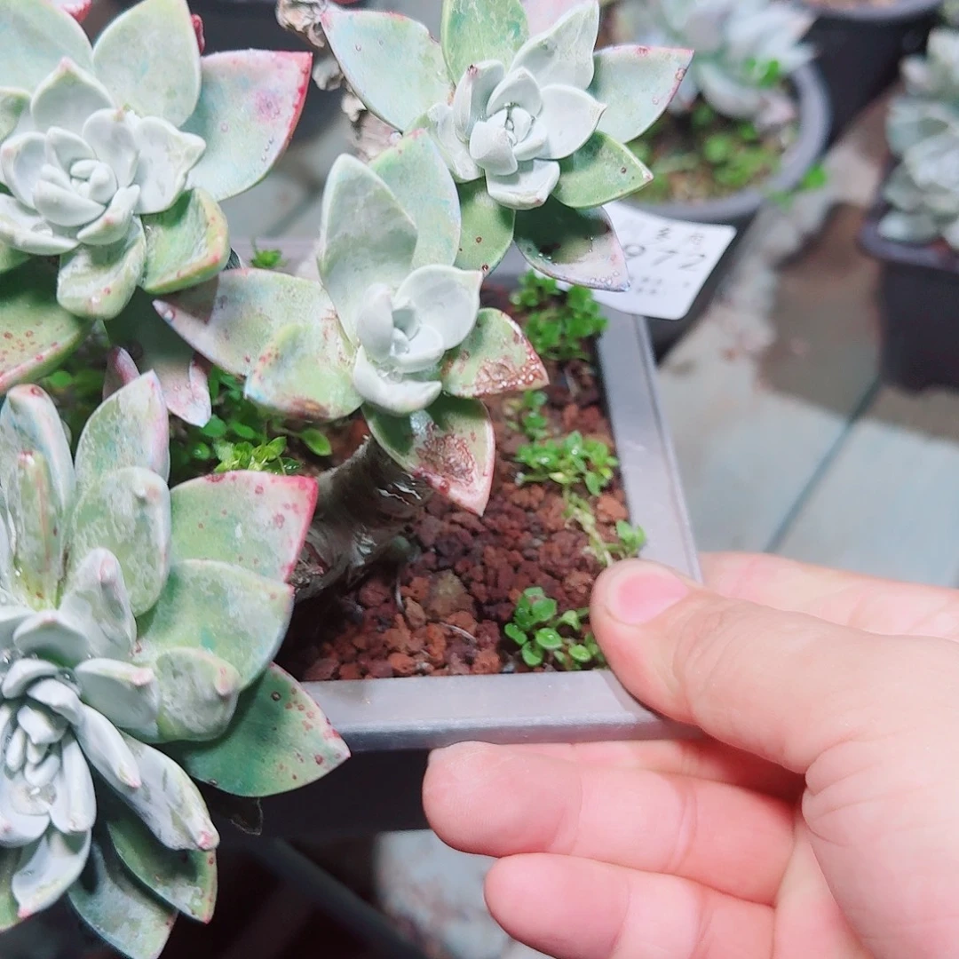 2972瑕疵泡芙苹果叶