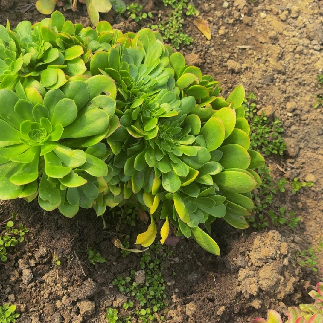 611多肉植物捧花
