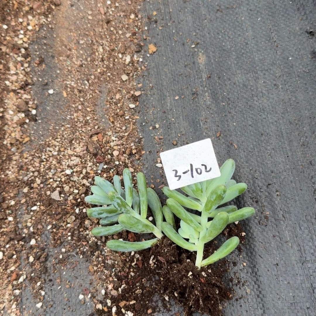 3-102乙女心杂交两颗量拍