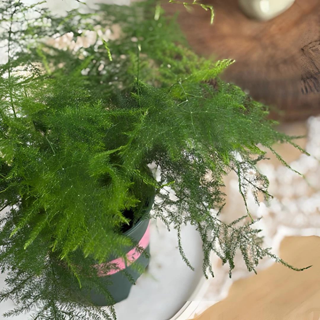 文竹中盆带盆盆栽