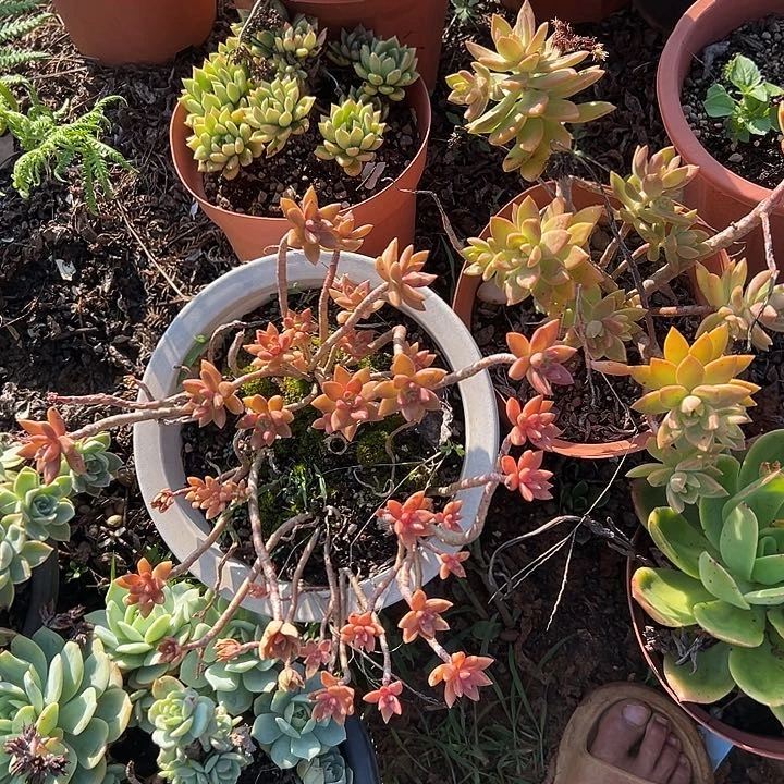 简*多肉植物实物129