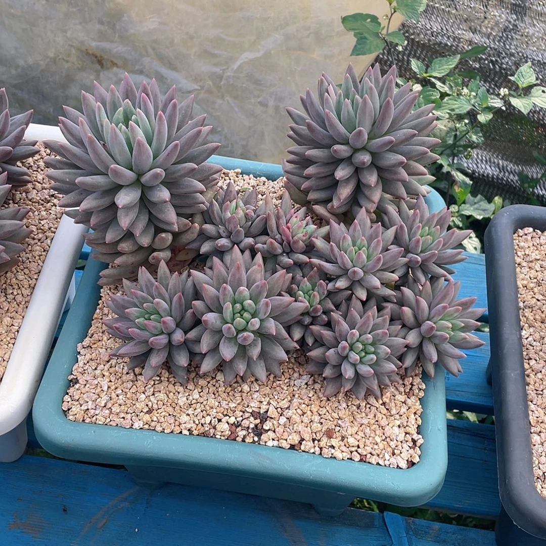 多肉植物脱土包邮