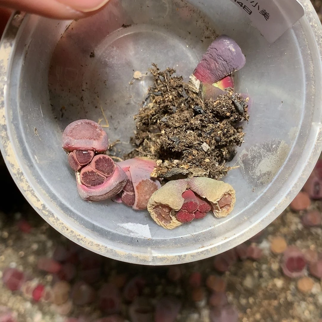 核****2K411多肉植物保护